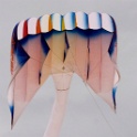 Cotentin2007 (22)